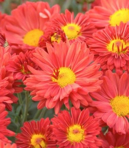 Chrysanthemum - Mammoth: Dark Bronze Daisy