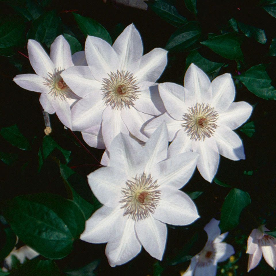 Clematis: Henryi