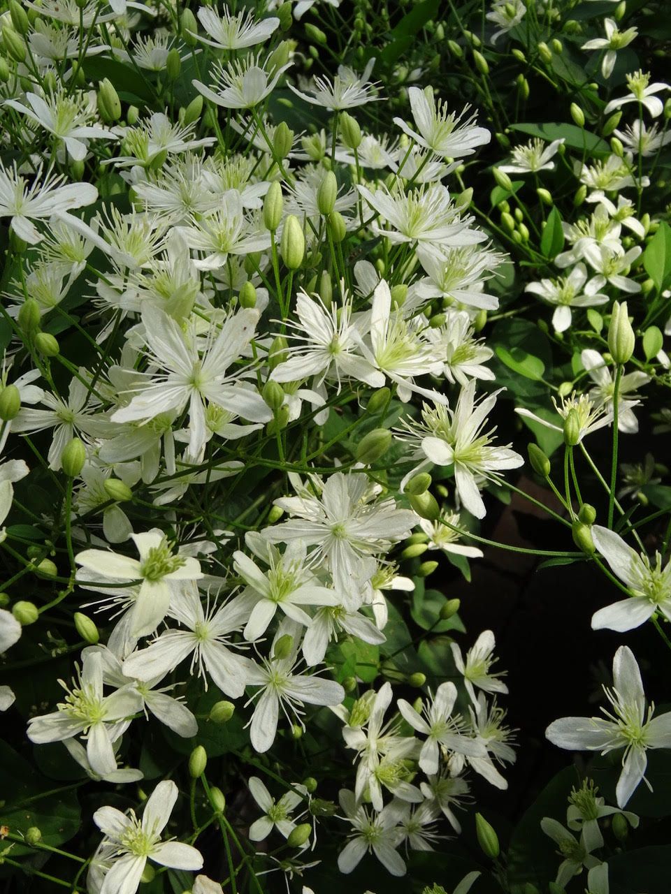 Clematis: Paniculata (Sweet Autumn Vine)