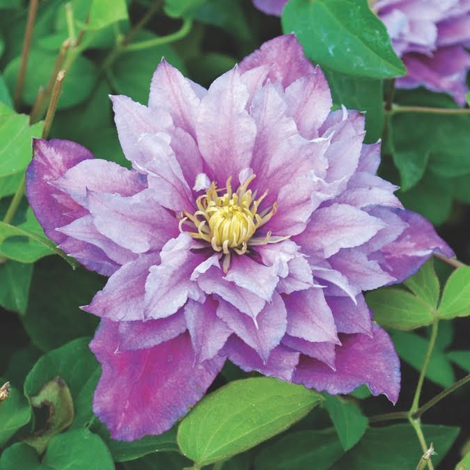 Clematis: Piilu