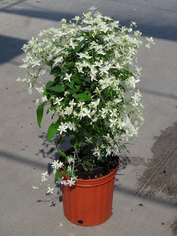 Clematis: Paniculata (Sweet Autumn Vine)