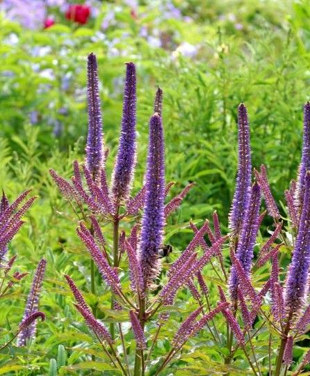 Veronicastrum: Cupid