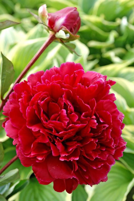 Peony: Red Sarah Bernhardt