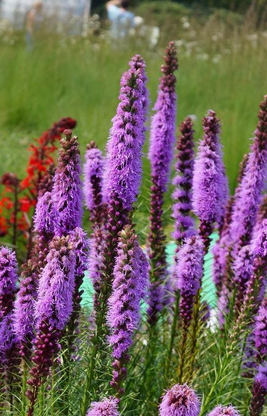 Liatris spicata: Kobold
