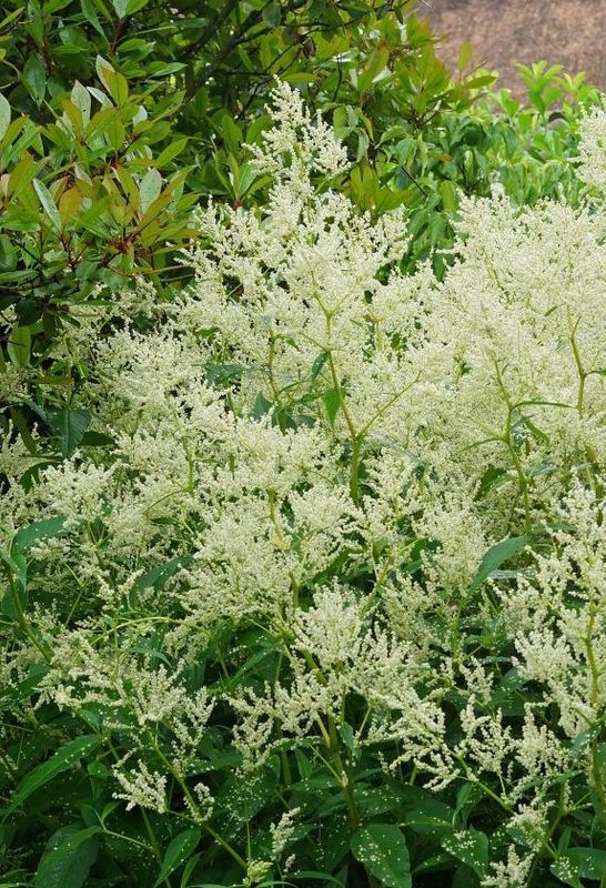 Persicaria: Polymorpha