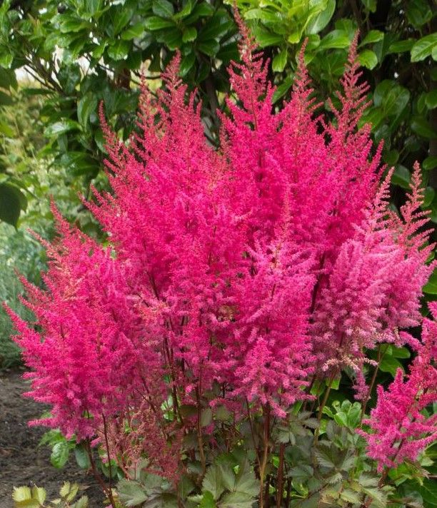 Astilbe: Mighty Chocolate Cherry