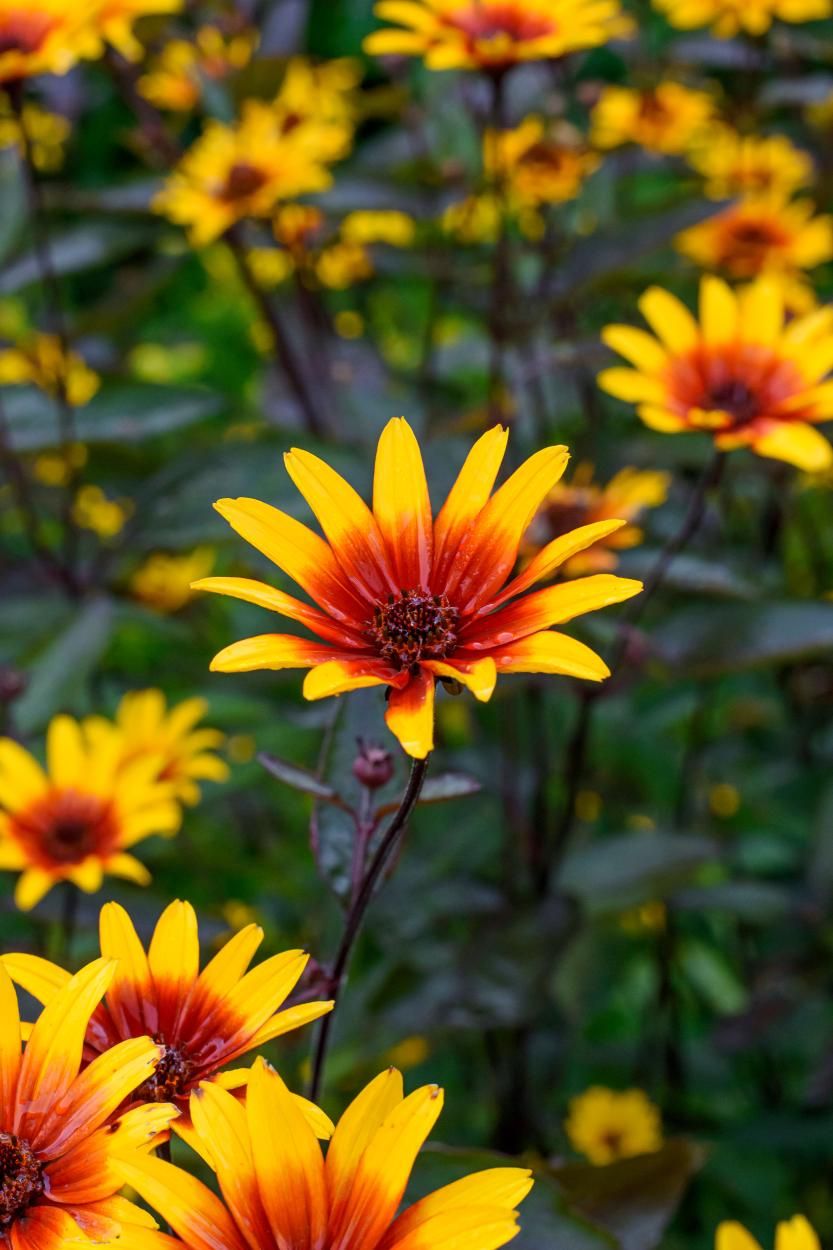 Heliopsis: Burning Hearts