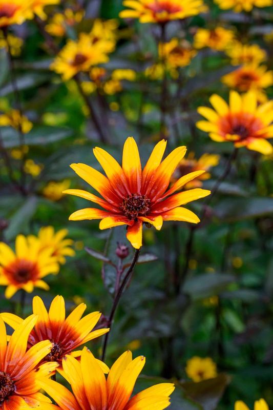 Heliopsis: Burning Hearts