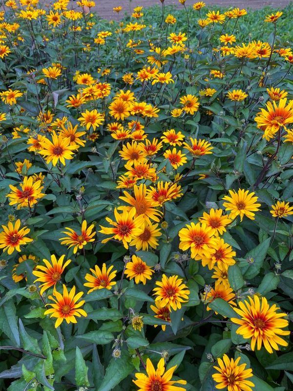 Heliopsis: Burning Hearts