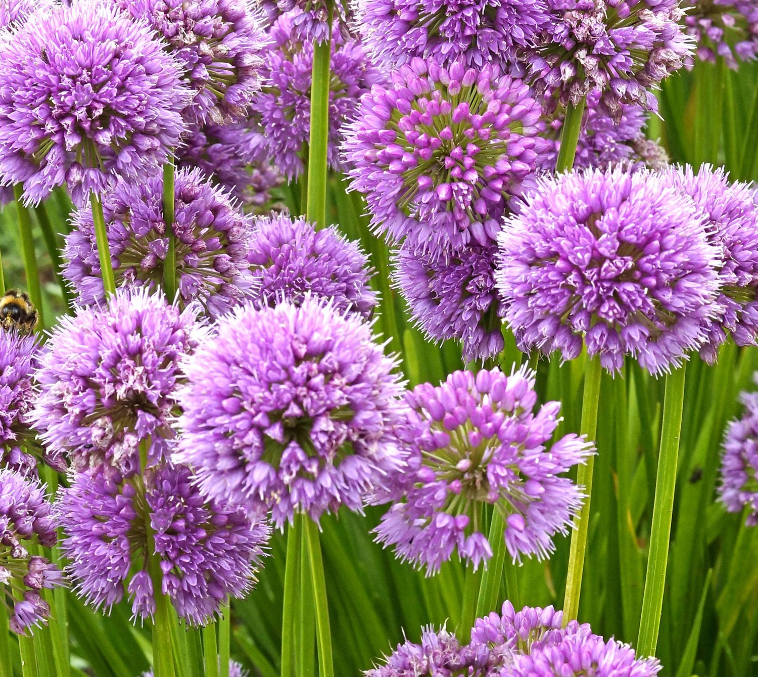 Allium: Millennium Allium: Millennium