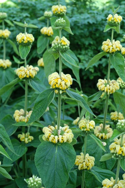 Phlomis: Russeliana (Jerusalem Sage)