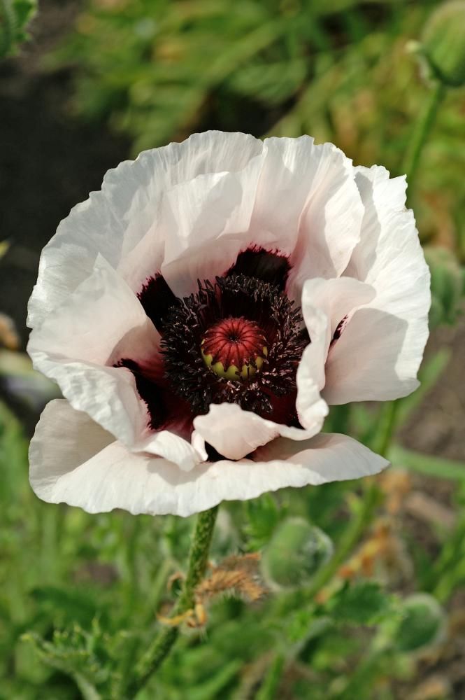 Poppy: Perry&#39;s White (Oriental Poppy)
