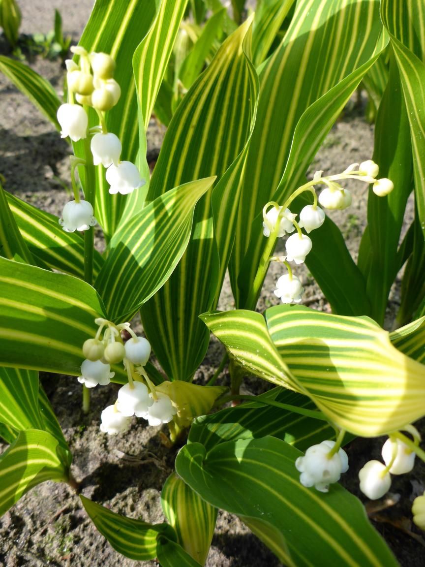 Convallaria: Majalis Albostriata (Lily of the Valley)