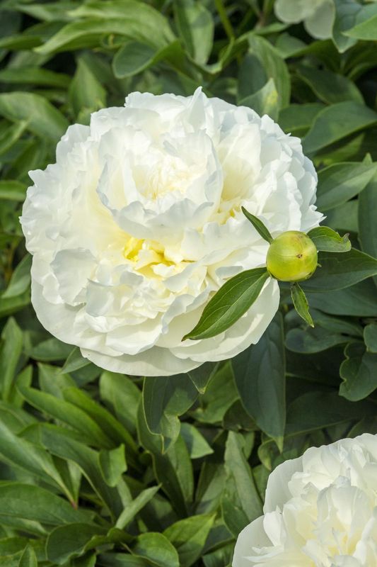 Peony: Duchesse de Nemours