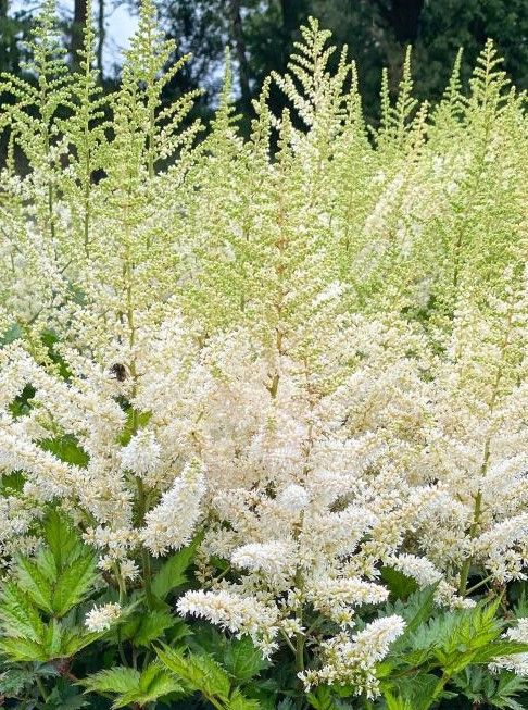 Astilbe: Visions in White