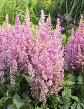 Astilbe: Visions in Pink