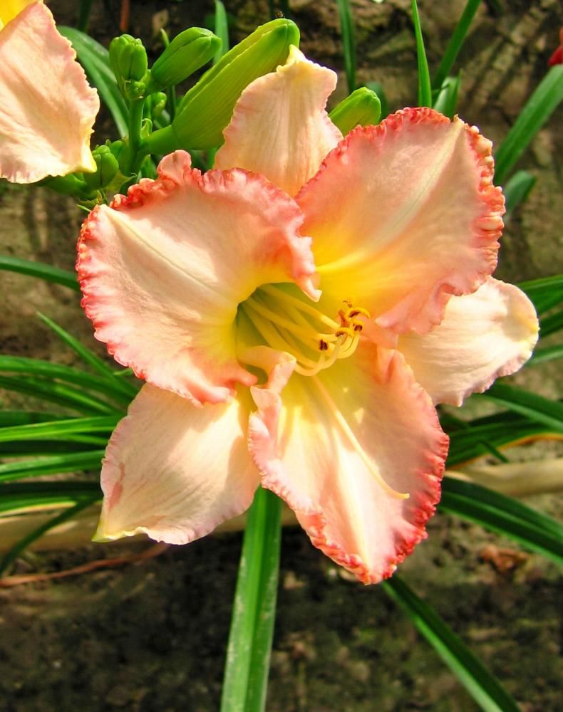 Hemerocallis: Frosted Vintage Ruffles