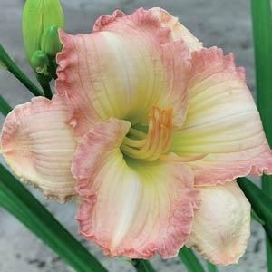 Hemerocallis: Frosted Vintage Ruffles