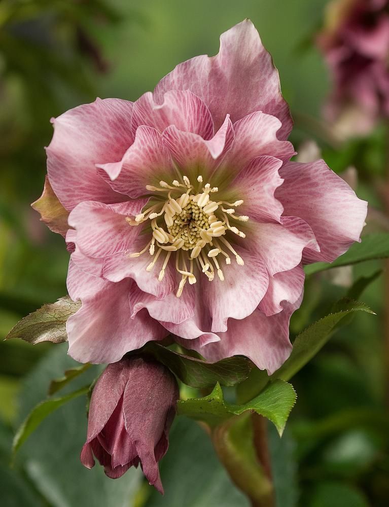 Helleborus: Double Ellen Pink