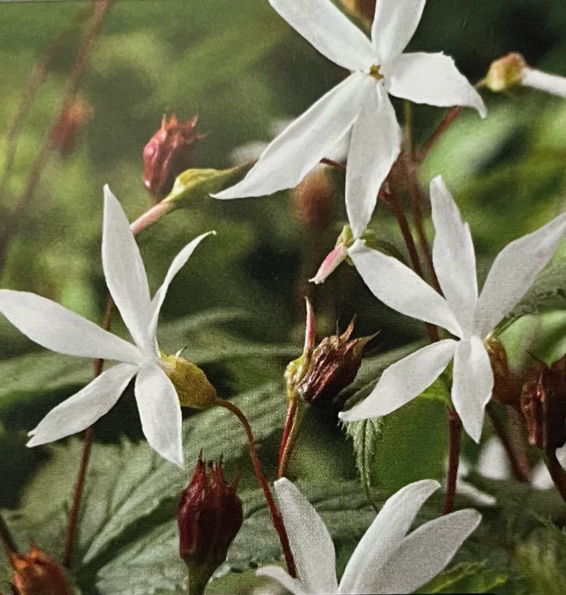 Gillenia: Trifoliata (Bowman&#39;s Root)