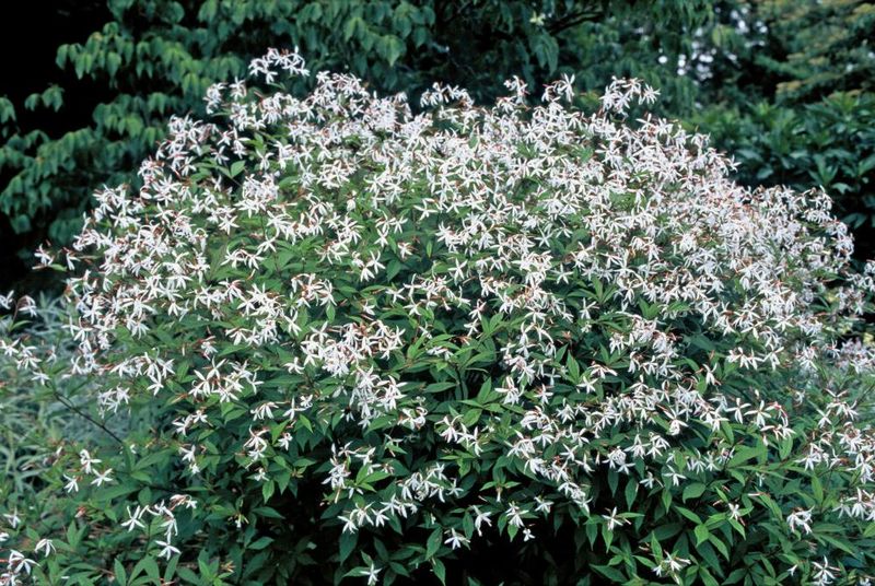 Gillenia: Trifoliata (Bowman's Root)