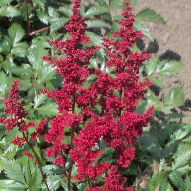 Astilbe: Fanal