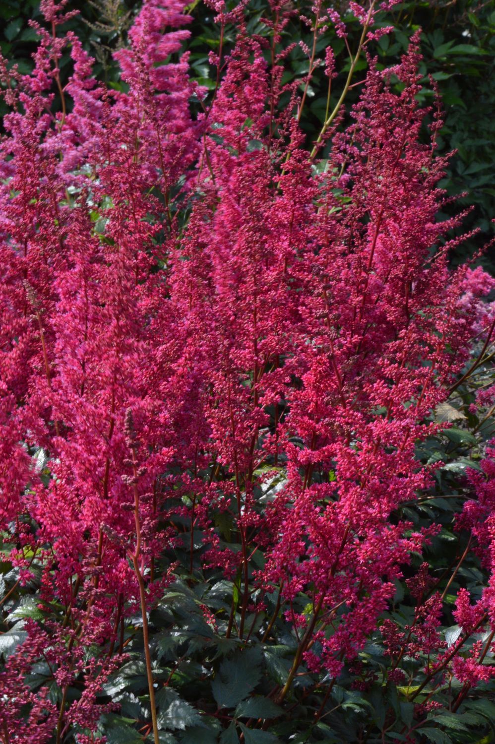 Astilbe: Burgundy Red