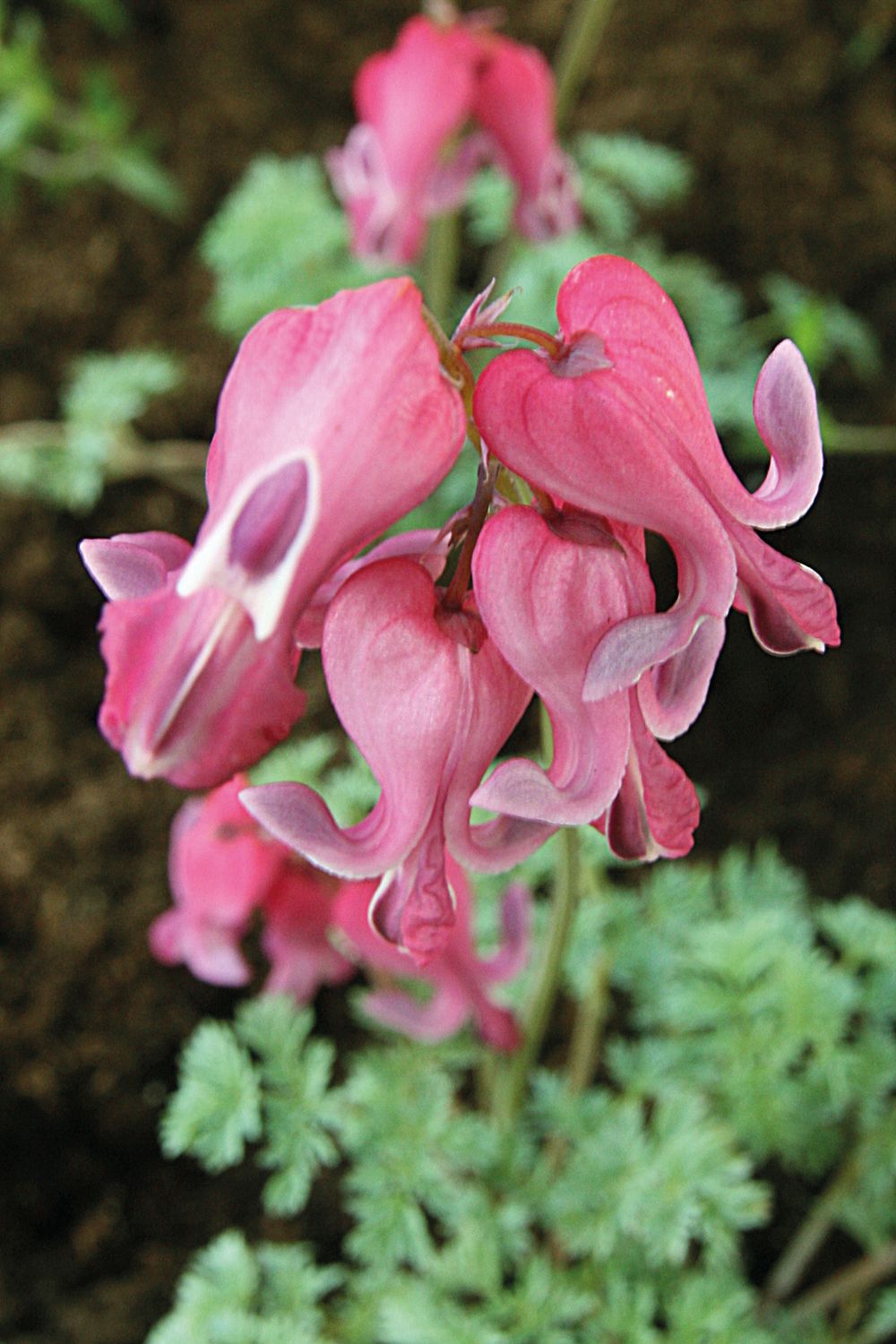 Dicentra: King of Hearts