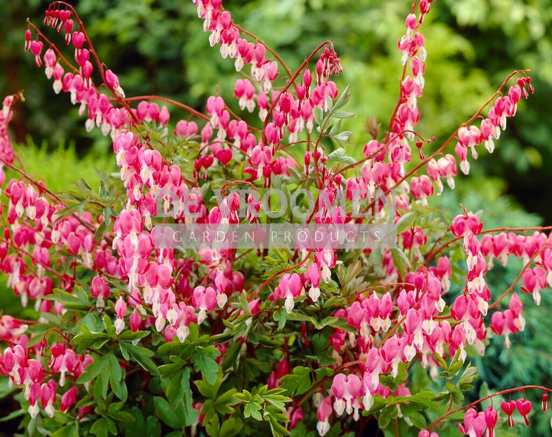 Dicentra: Spectabilis