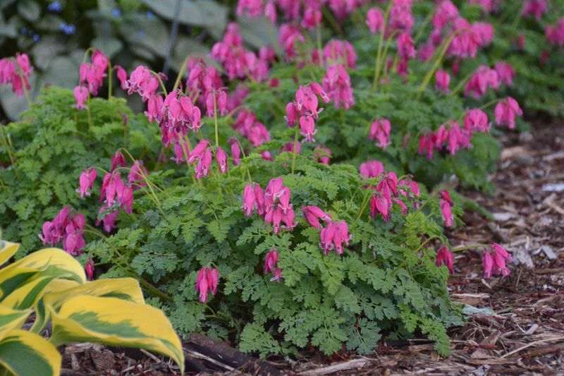 Dicentra: King of Hearts