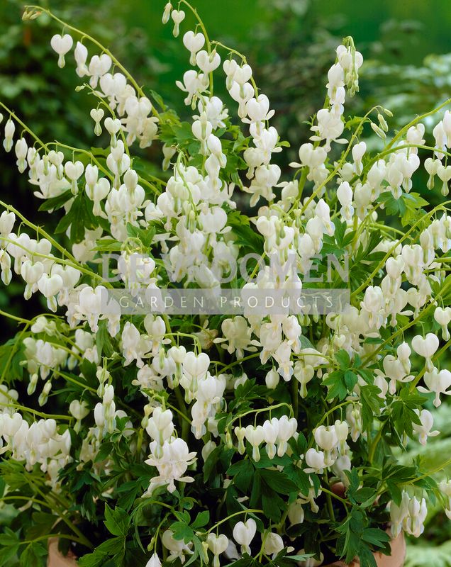 Dicentra: Spectabilis ‘Alba’