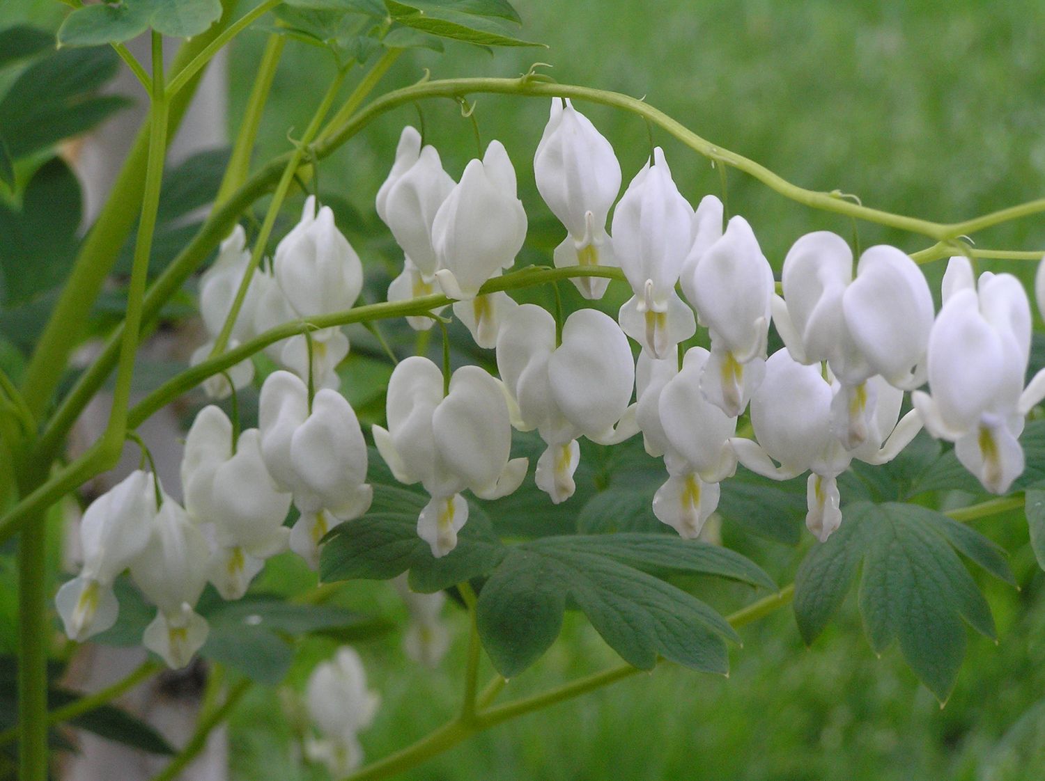 Dicentra: Spectabilis ‘Alba’