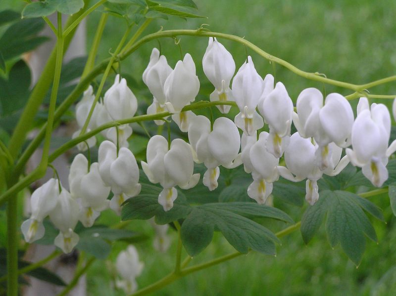 Dicentra: Spectabilis ‘Alba’