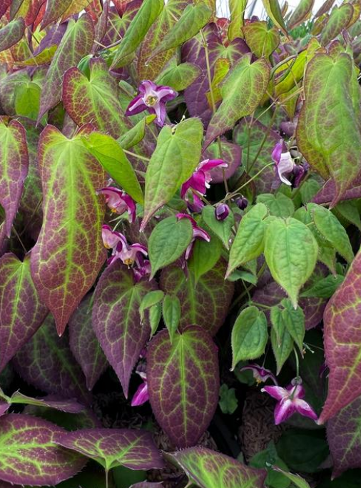 Epimedium: Rubrum