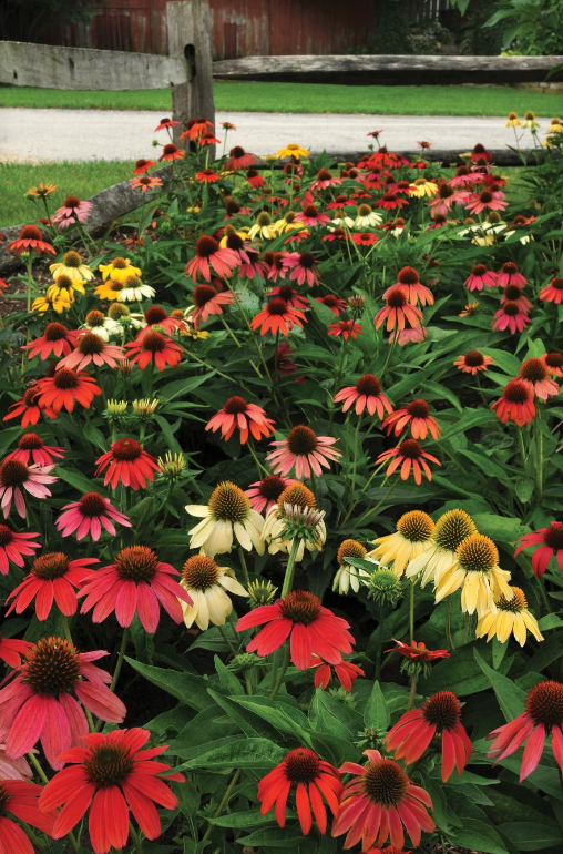 Echinacea: Cheyenne Spirit (Coneflower)