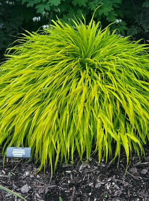 Hakonechloa: All Gold