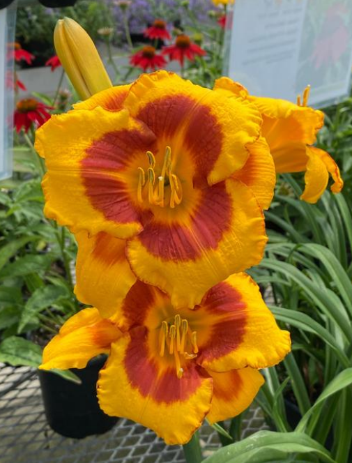 Hemerocallis: Fooled Me Hemerocallis: Fooled Me