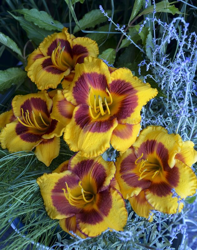 Hemerocallis: Fooled Me