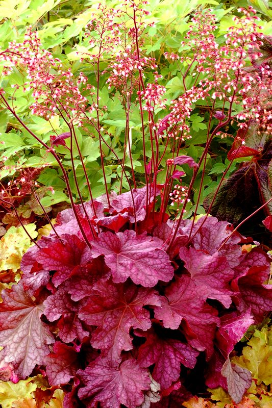 Heuchera: Berry Smoothie