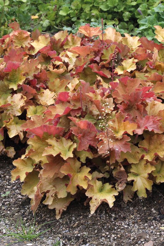Heuchera: Caramel