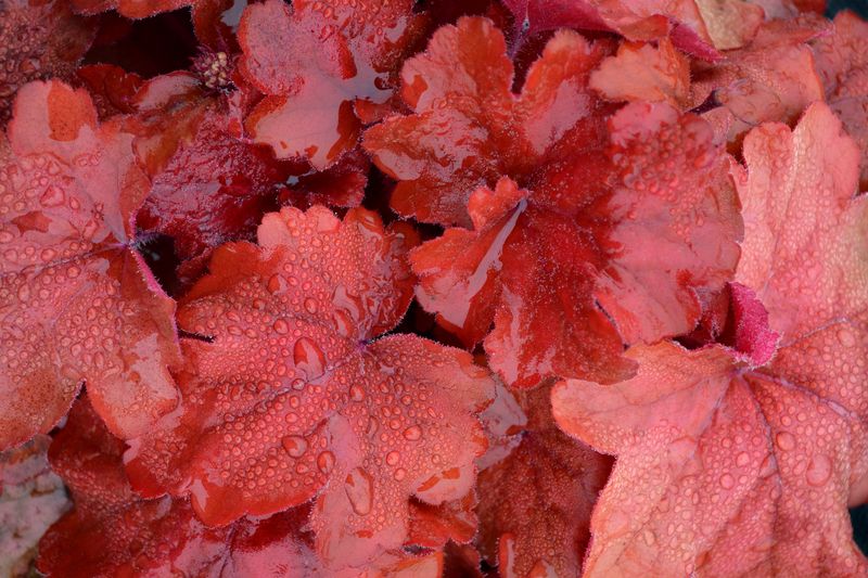 Heuchera: Fire Alarm