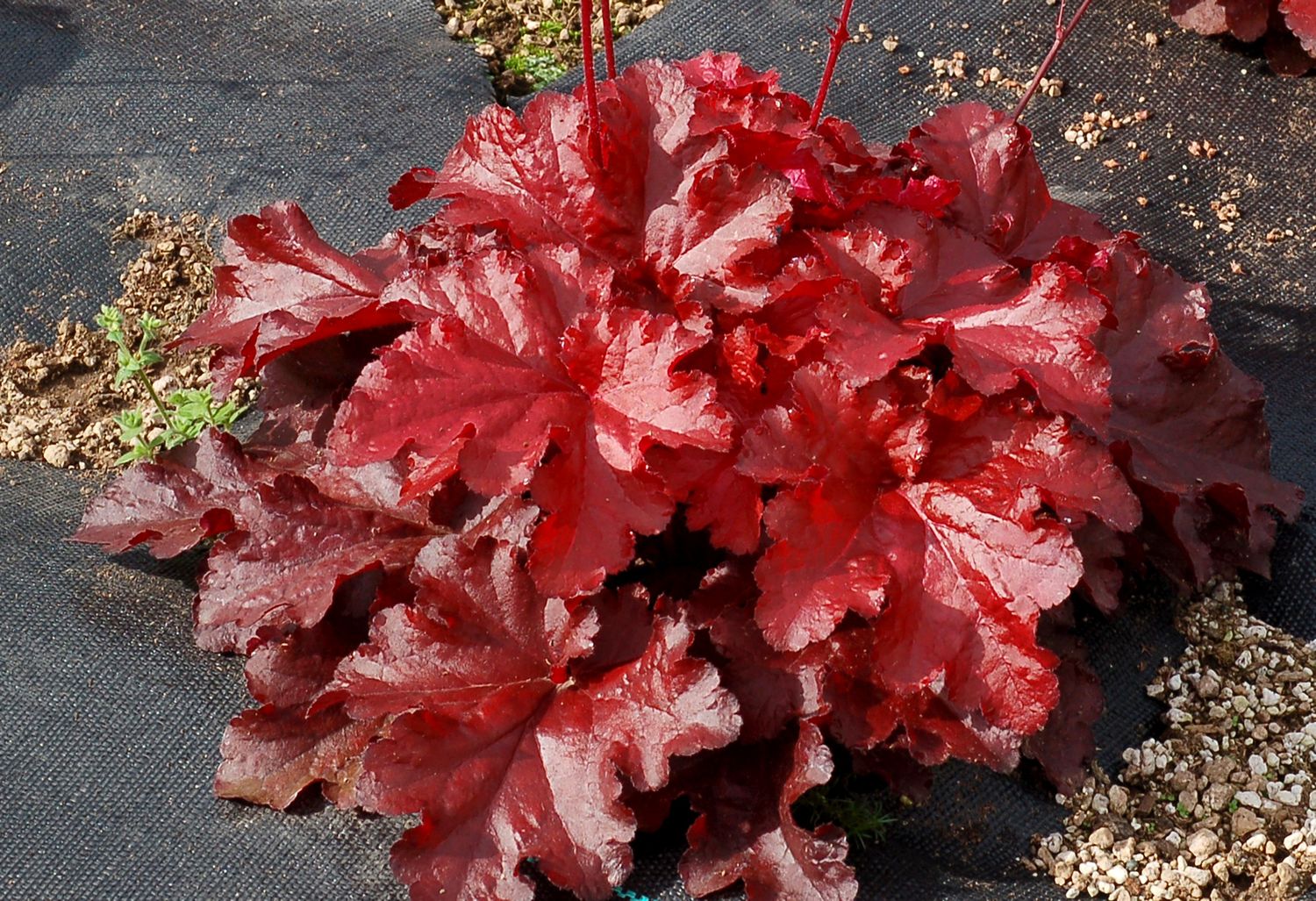 Heuchera: Forever Red