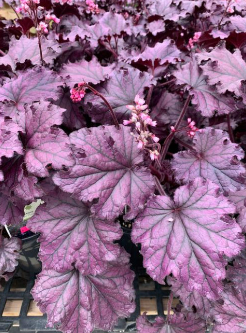 Heuchera: Forever Purple