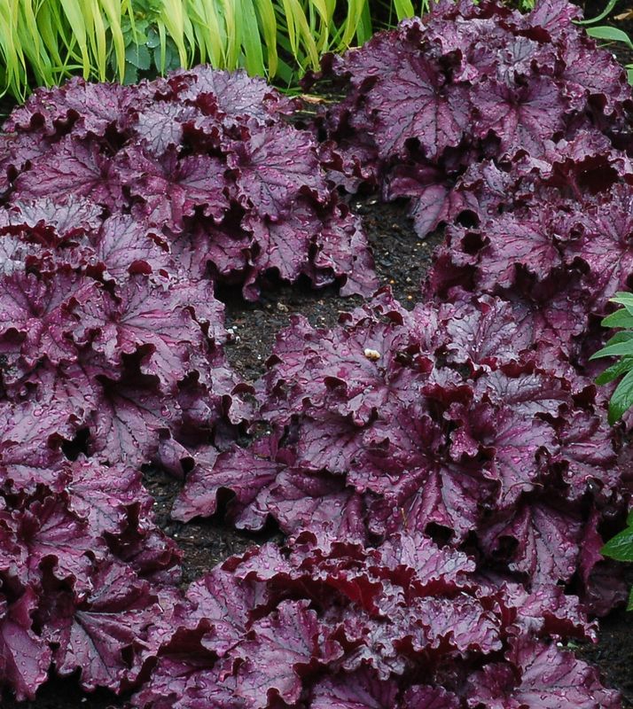 Heuchera: Forever Purple