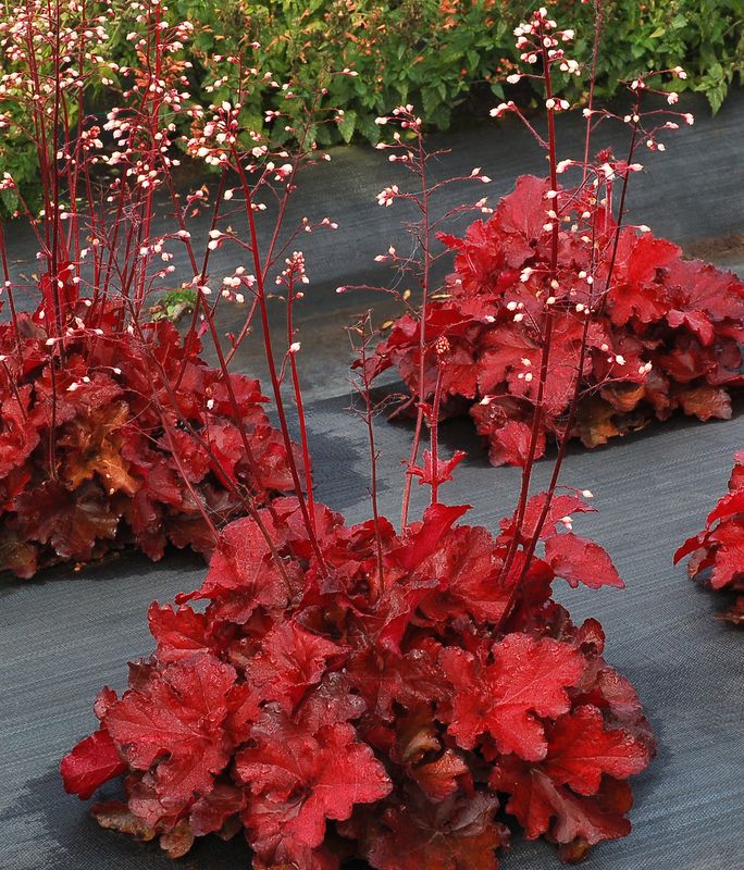 Heuchera: Forever Red