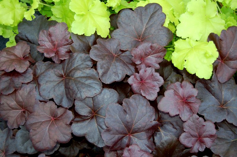 Heuchera: Obsidian