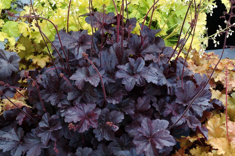 Heuchera: Obsidian