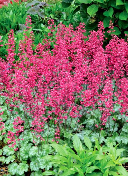 Heuchera: Paris