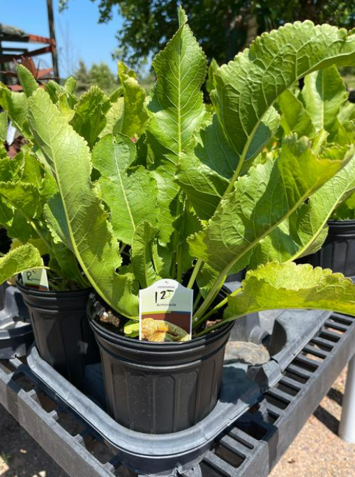 Horseradish