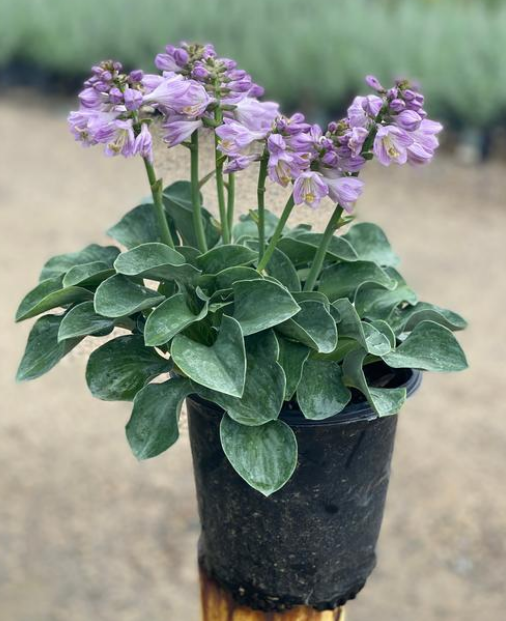 Hosta: Blue Mouse Ears